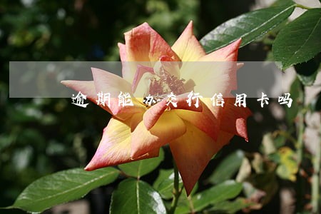 逾期能办交行信用卡吗 逾期能办交行信用卡吗