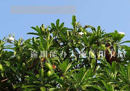 逾期能办大额信用卡吗 逾期能办大额信用卡吗