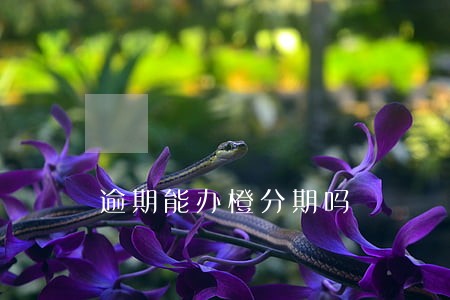 逾期能办橙分期吗 逾期能办橙分期吗
