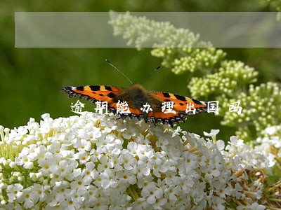 逾期能办理出国吗