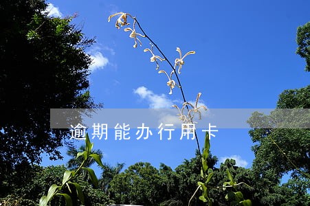 逾期能办行用卡 逾期能办行用卡
