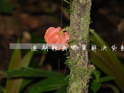 逾期能去哪里解决贷款 逾期能去哪里解决贷款