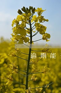 逾期能去银行办业务吗 逾期能去银行办业务吗
