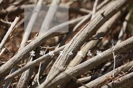 逾期能否办理展期 逾期能否办理展期
