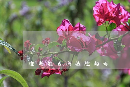 逾期能否向法院起诉 逾期能否向法院起诉