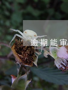 逾期能审核通过的黑口子 逾期能审核通过的黑口子
