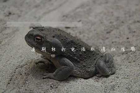 逾期能打电话取消征信嘛 逾期能打电话取消征信嘛