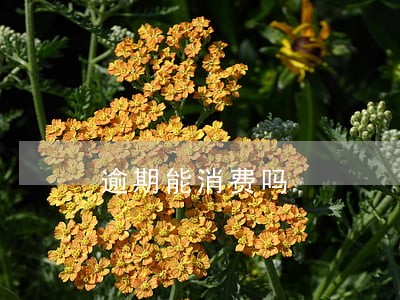 逾期能消费吗 逾期能消费吗