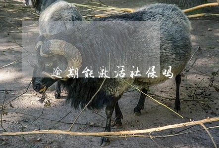 逾期能激活社保吗 逾期能激活社保吗