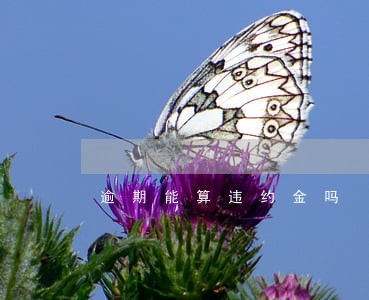 逾期能算违约金吗 逾期能算违约金吗