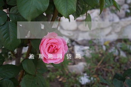 逾期能网贷吗 逾期能网贷吗