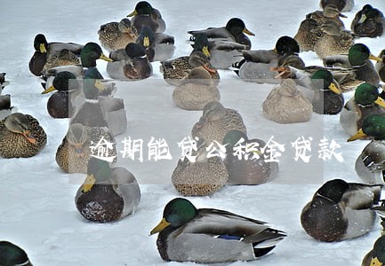 逾期能贷公积金贷款 逾期能贷公积金贷款