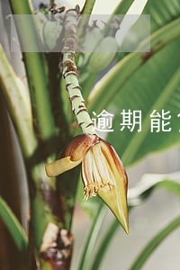 逾期能贷纯公积金贷款吗 逾期能贷纯公积金贷款吗