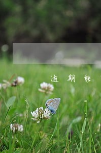 逾期能车贷 逾期能车贷