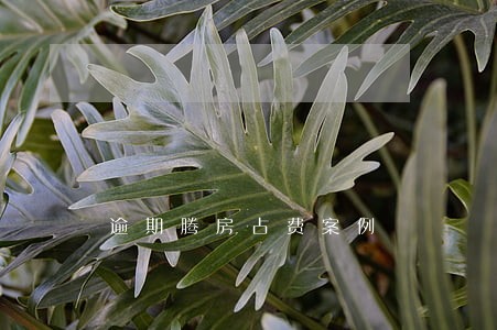 逾期腾房占费案例 逾期腾房占费案例