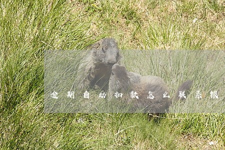 逾期自动扣款怎么联系银行