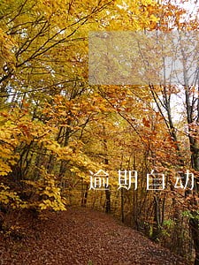 逾期自动放弃 逾期自动放弃