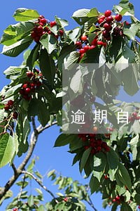逾期自动解除 逾期自动解除