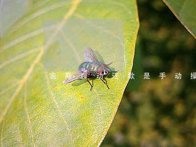逾期自动还款是手动操作吗