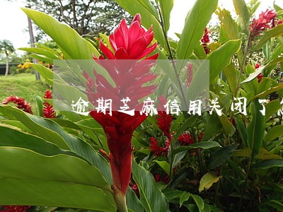 逾期芝麻信用关闭了怎么开 逾期芝麻信用关闭了怎么开