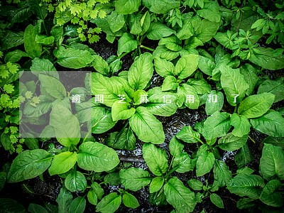 逾期芝麻信用扣了 逾期芝麻信用扣了