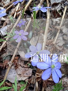 逾期芝麻分少20 逾期芝麻分少20
