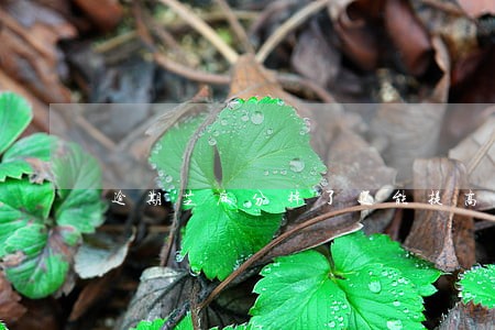 逾期芝麻分掉了还能提高吗 逾期芝麻分掉了还能提高吗