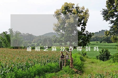 逾期芝麻分查得到吗