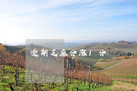 逾期芝麻分涨1分 逾期芝麻分涨1分