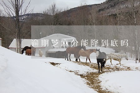 逾期芝麻分能降到底吗 逾期芝麻分能降到底吗