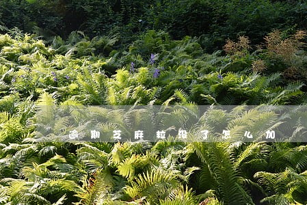 逾期芝麻粒没了怎么加 逾期芝麻粒没了怎么加