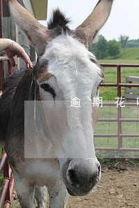 逾期花呗三年没还怎么办 逾期花呗三年没还怎么办