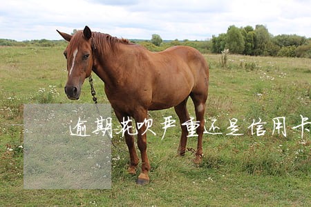 逾期花呗严重还是信用卡严重 逾期花呗严重还是信用卡严重