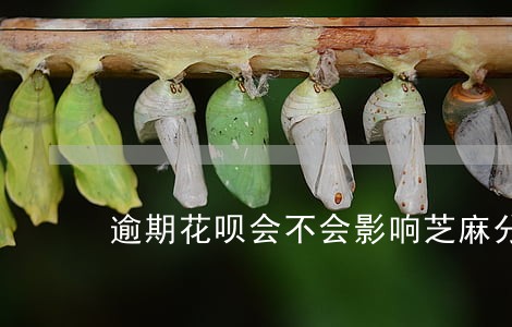 逾期花呗会不会影响芝麻分