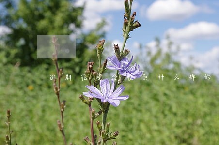 逾期花呗会收到什么样的信息 逾期花呗会收到什么样的信息