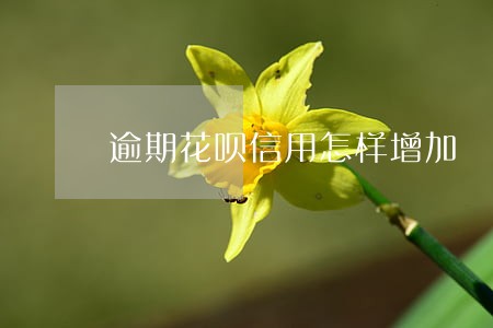 逾期花呗信用怎样增加 逾期花呗信用怎样增加