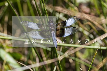 逾期花呗六百多的图片 逾期花呗六百多的图片
