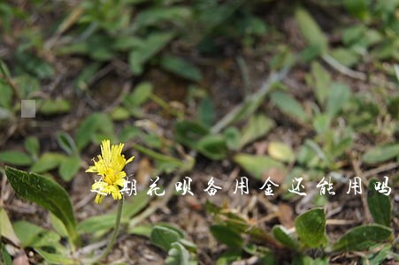 逾期花呗备用金还能用吗 逾期花呗备用金还能用吗