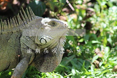 逾期花呗怎么快速恢复开通 逾期花呗怎么快速恢复开通