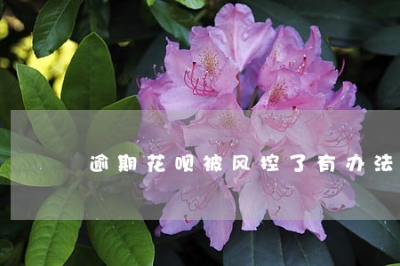 逾期花呗被风控了有办法恢复么