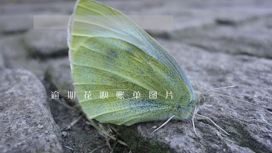 逾期花呗账单图片 逾期花呗账单图片