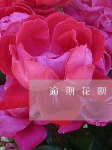 逾期花呗金融公司会催债吗 逾期花呗金融公司会催债吗