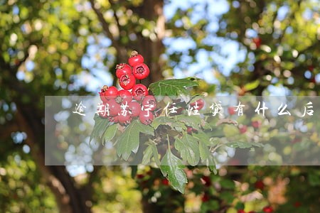 逾期苏宁任性贷有什么后果 逾期苏宁任性贷有什么后果