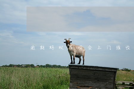 逾期蚂蚁花呗会上门催收吗 逾期蚂蚁花呗会上门催收吗