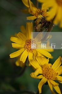 逾期行为借呗额度怎么降低了 逾期行为借呗额度怎么降低了