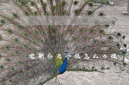 逾期补交个税怎么办理 逾期补交个税怎么办理