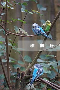 逾期补交身体条件证明 逾期补交身体条件证明