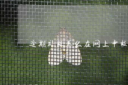 逾期补报怎么在网上申报
