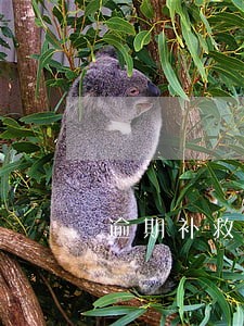 逾期补救法 逾期补救法