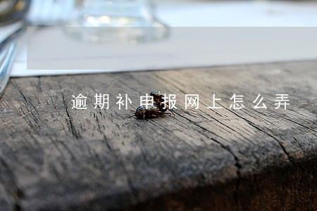 逾期补申报网上怎么弄 逾期补申报网上怎么弄